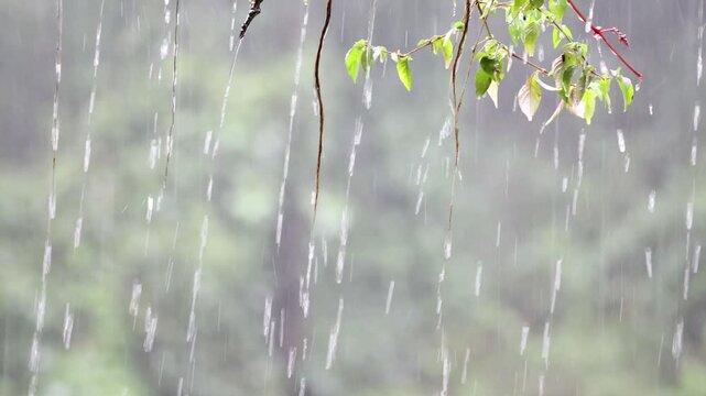 Beautiful Video of the Monsoon rains at western ghats of Karnataka, India. Its lovely to sit and watch this rain having a cup of hot tea and some snacks around.