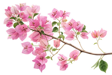 Delicate pink bougainvillea branch with green leaves isolated on transparent background