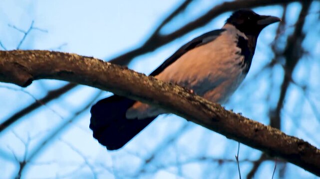 Crow on a tree branch Bird in the park croaking