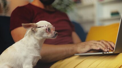 Chihuahua puppy in funny eyeglasses sitting close to owner, little advisor