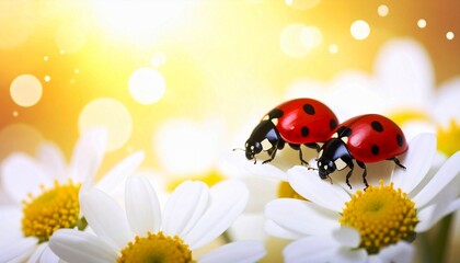 macro photo shot of a pair of ladybugs on white flowers against a yellow background