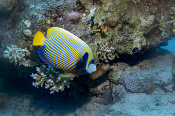 Obraz premium Majestic Emperor Angelfish on a Vibrant Coral Reef