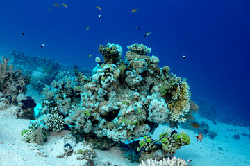 Vibrant Coral Reef Ecosystem with Diverse Fish Life