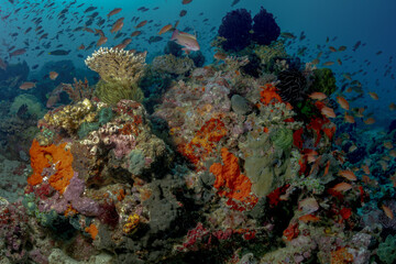 Vibrant Coral Reef with Anthias and Colorful Sponges