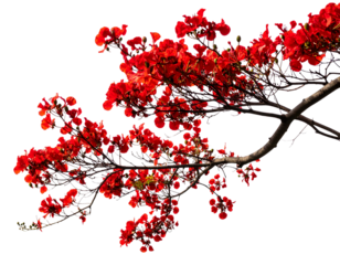 Artistic Cluster of Red Blossoms on Curved Branches, Minimalist Nature Composition, Isolated PNG