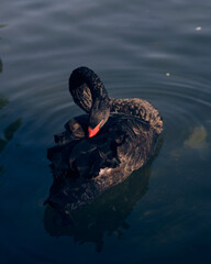 black swan on the lake