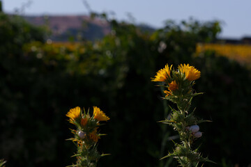 Safflower and sunflower crops symbolize sustainable agriculture and renewable energy