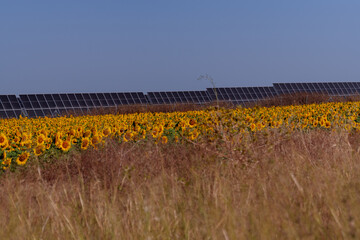 Solar panels, producing sustainable energy in the middle of a vibrant sunflower field under a light blue sky