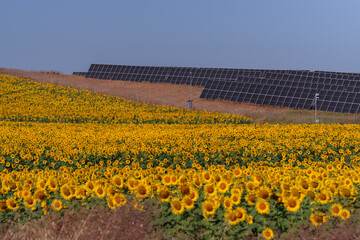 Sunflowers blooming near solar panels, representing sustainable energy and agriculture