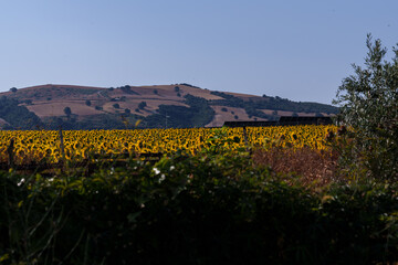 Large sunflower field with solar panels in the background generating sustainable energy under a clear blue sky