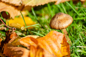 The Magic of a Tiny Mushroom in a Natural Setting. Concept A fairytale-like discovery.
