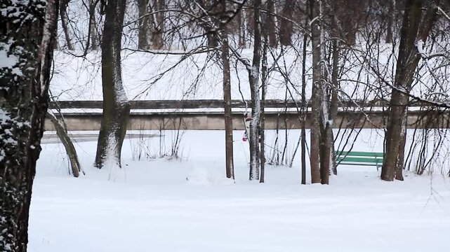 Skier in the park in winter. hobby lover skiing in the park in winter snowy weather
