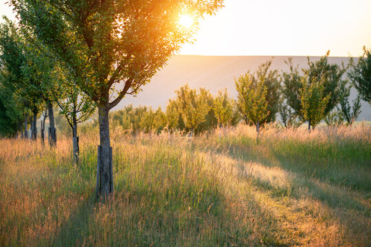 Real photograph of morning in the orchard. Old trees in the meadow with the sun rising behind.