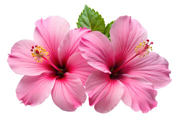 Fototapeta premium Two beautiful pink hibiscus flowers are isolated on transparent background, showcasing their delicate petals and vibrant color