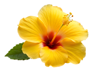A bright yellow hibiscus flower isolated on transparent background, revealing its red center and delicate stamen