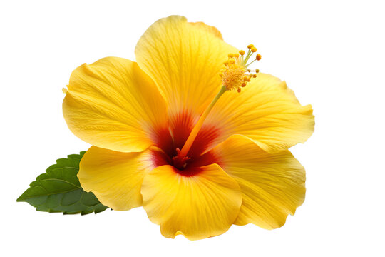A bright yellow hibiscus flower isolated on transparent background, revealing its red center and delicate stamen