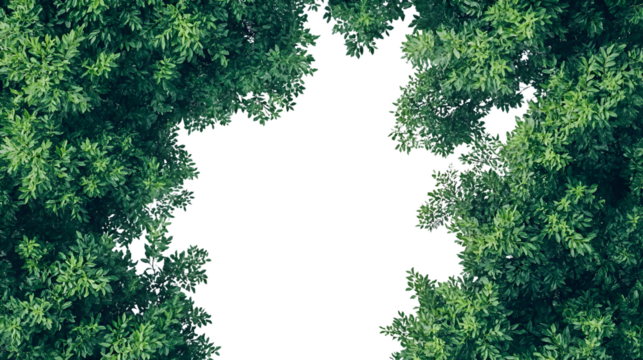 Lush Top View Green Foliage Tree on White Background for Designs