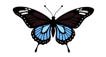 butterfly isolated on white