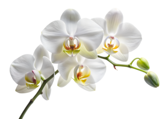 A cluster of pristine white orchid flowers blooms gracefully on a slender branch, showcasing their delicate beauty, isolated on transparent background