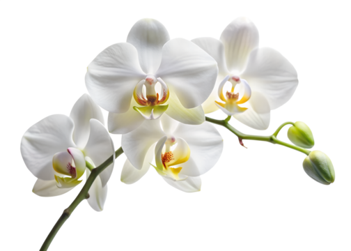 A cluster of pristine white orchid flowers blooms gracefully on a slender branch, showcasing their delicate beauty, isolated on transparent background
