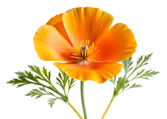 A bright orange california poppy, isolated on transparent background, displays its delicate petals and vibrant green foliage