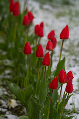 Obraz premium spring flowers primroses in drops of water from melted snow