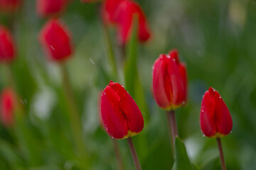 spring flowers primroses in drops of water from melted snow
