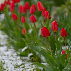 Fototapeta premium spring flowers primroses in drops of water from melted snow