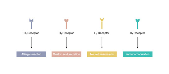 Histamine receptors, G protein-coupled receptors that bind histamine. Four types: H1 allergic reaction, H2  gastric acid secretion, H3 neurotransmission, and H4 immunomodulation. Vector illustration.