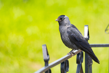 A gray crow or jackdaw is sitting on a metal fence on a summer day