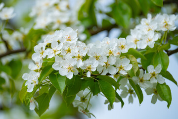 cherry and pear branch with white flowers and leaves on a blue sky background