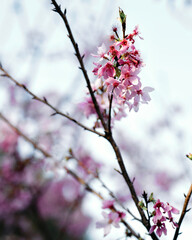 pink cherry blossom
