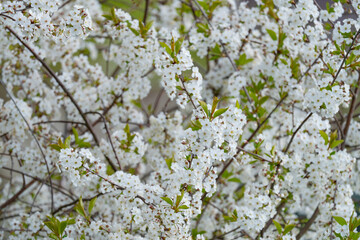 cherry and pear branch with white flowers and leaves on a blue sky background