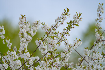 cherry and pear branch with white flowers and leaves on a blue sky background