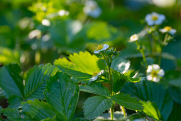 young green leaves and berries of strawberries on a sunny day