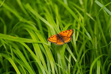 a butterfly with yellow-brown wings sits on the green grass