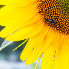 A sunflower bursts with radiant yellow petals encircling a tightly woven spiral green center. A bee...