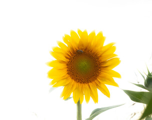 Obraz premium A golden sunflower blooms with radiant symmetry, its green center patterned in spiral detail. A bee rests at the heart, framed by white light—bringing quiet mystery to this moment of sunny communion.