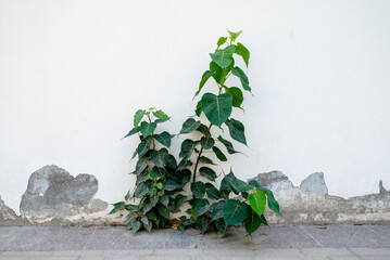 green plant on the white wall