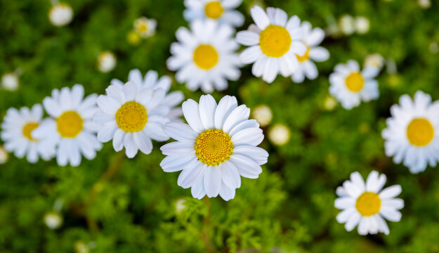 Marguerite daisy flower with green meadow as background