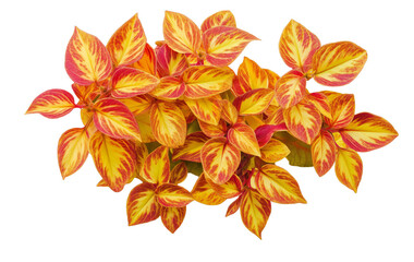 Golden Red Leaves A Beautiful Fall Fusion isolated on white or transparent background Cutout PNG