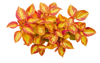 Golden Red Leaves A Beautiful Fall Fusion isolated on white or transparent background Cutout PNG