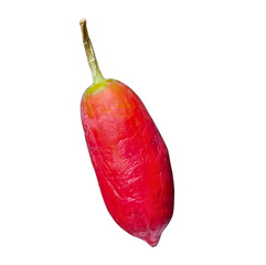 Ripe and Unripe Ivy Gourd Hanging from Vine (Transparent)
