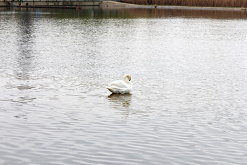 White swan gliding alone on calm water surface under overcast sky.