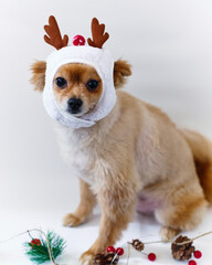 dog puppy with christmas decoration
