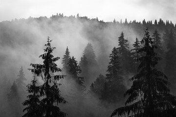 spruce trees in the morning fog in the mountains