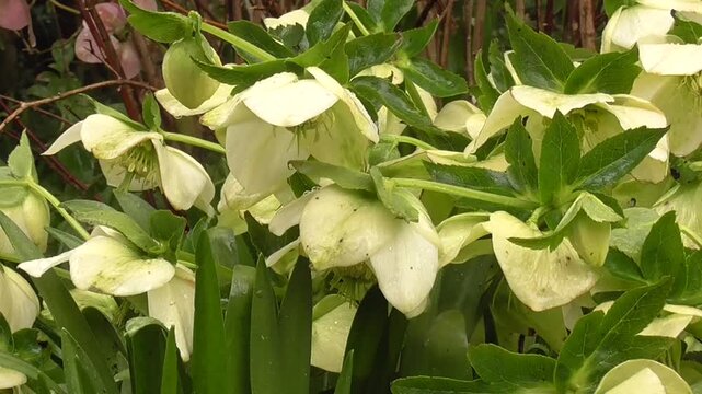 Helleborus orientalis, or Lenten Rose - White-Flowered Variety in Rain