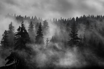 spruce trees in the fog in the mountains black and white