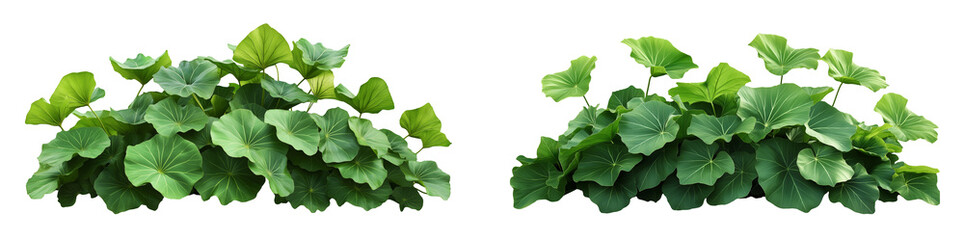 Lush Green Plane Tree like bush - A Stunning Natural Detail isolated on white or transparent background