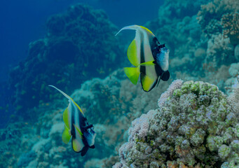 Pair of Longfin Bannerfish Swimming Over Coral Reef
